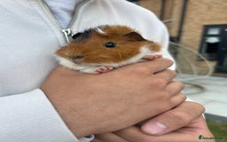 Guinea Pig rodents for sale: 4 guinea pigs  - Image 1