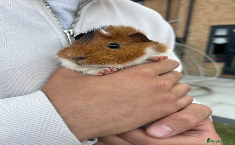 Guinea Pig rodents - Advert 2