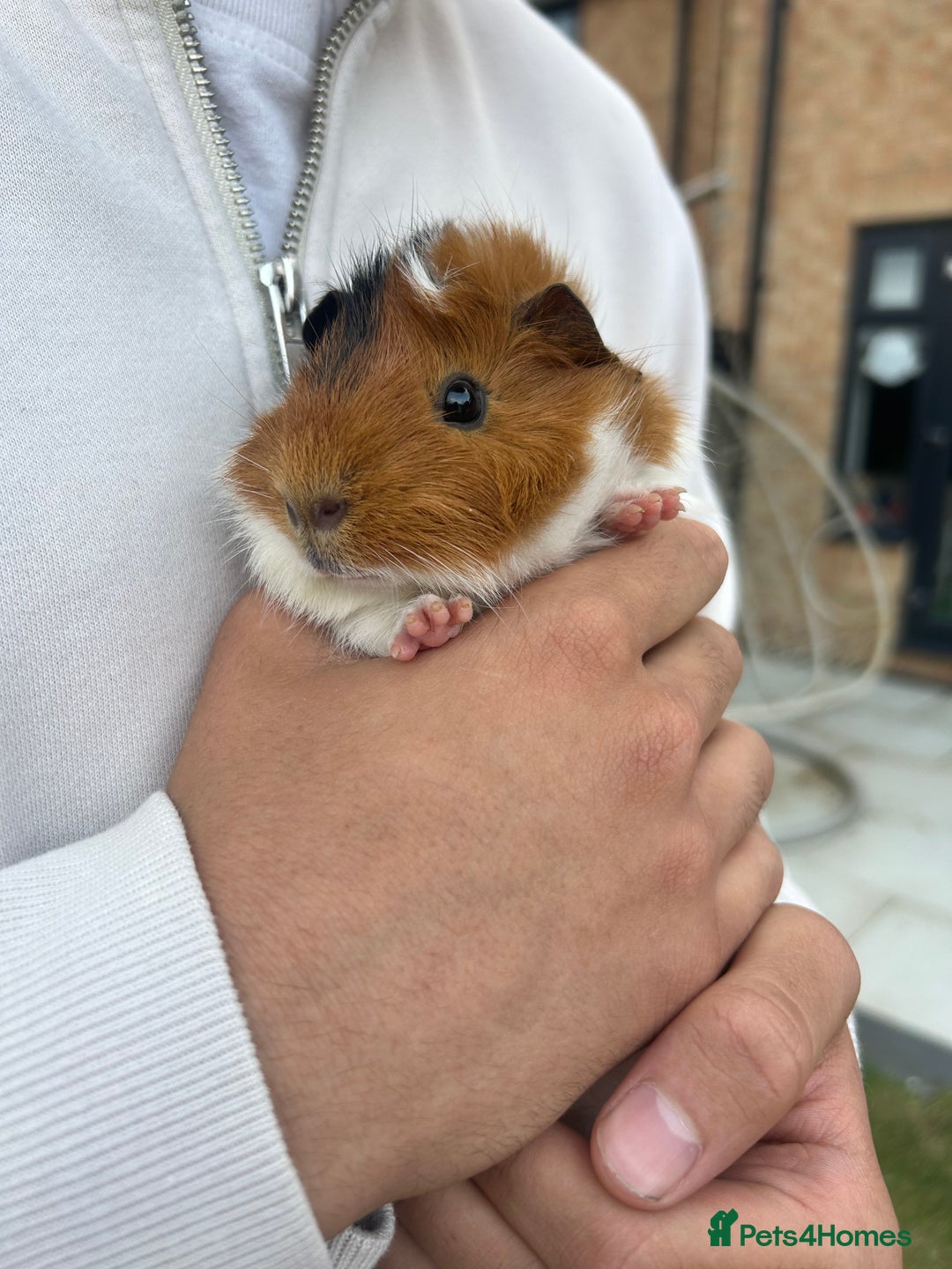 Guinea Pig rodents for sale: 4 guinea pigs  - Image 1