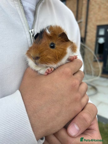 Guinea Pig rodents - Advert 1