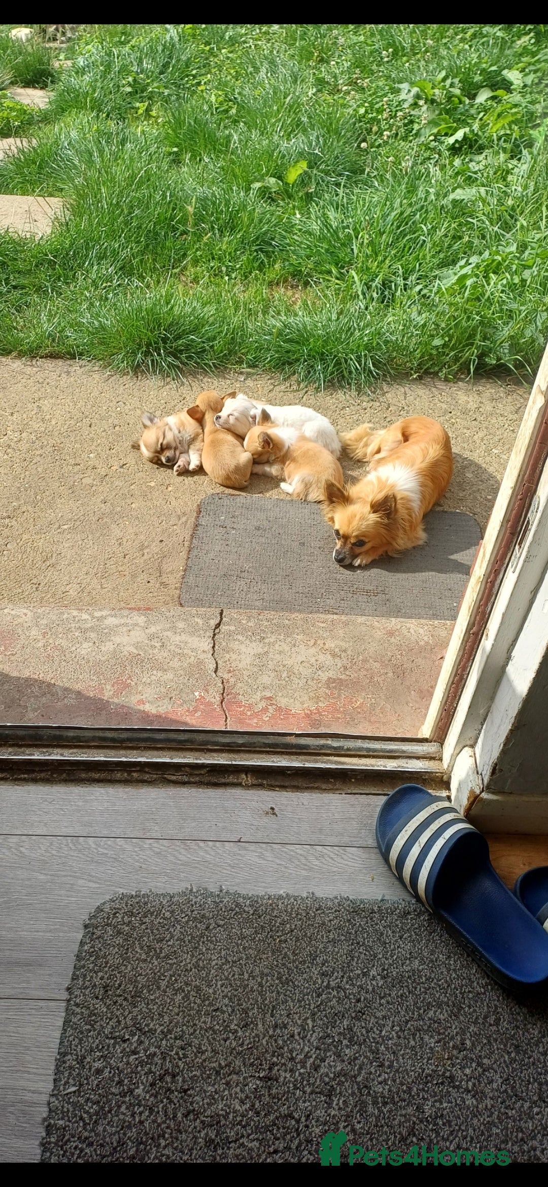 Chihuahua dogs for sale: Tiny adorable chihuahua pups 🐶  - Image 9