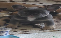French Bulldog dogs for sale: French bulldog  - Image 5