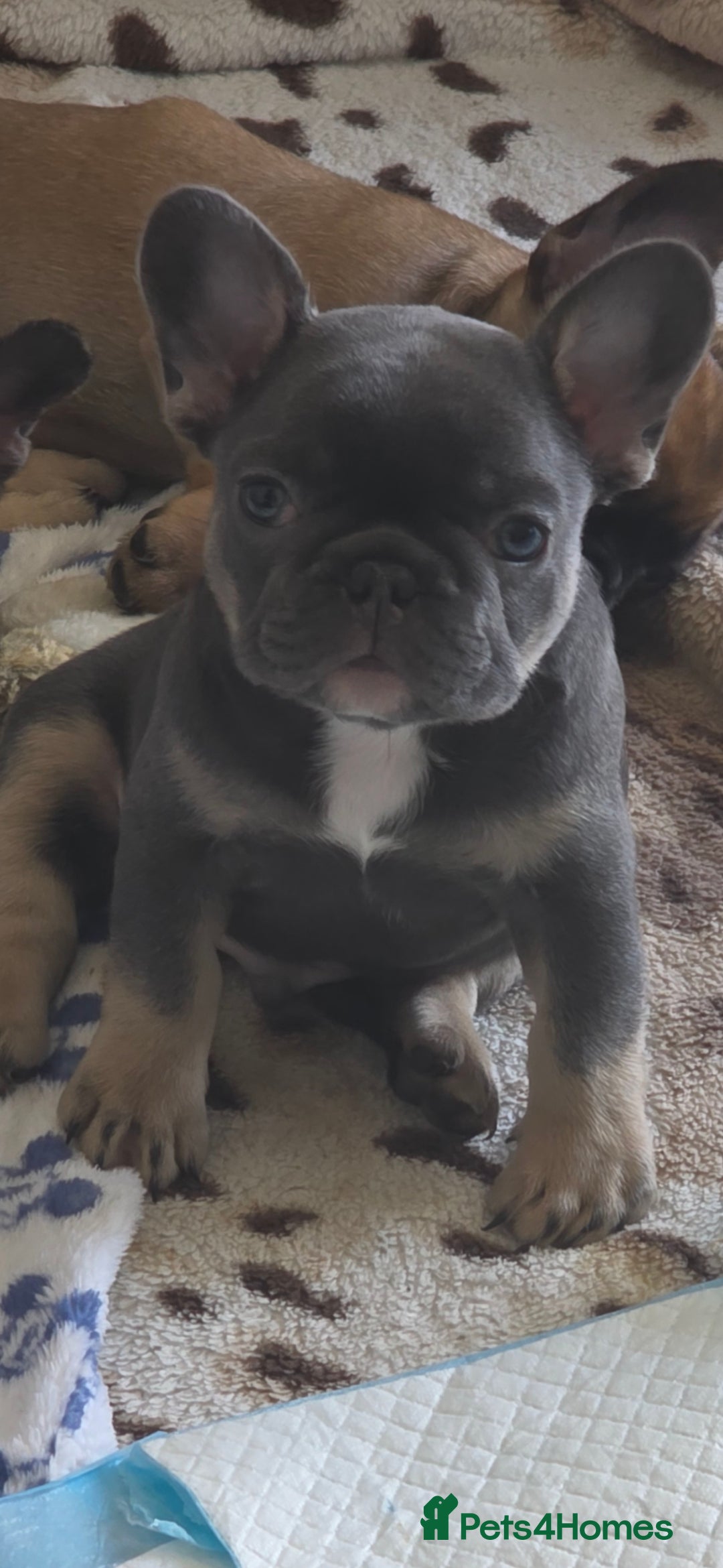 French Bulldog dogs for sale: French bulldog  - Image 5