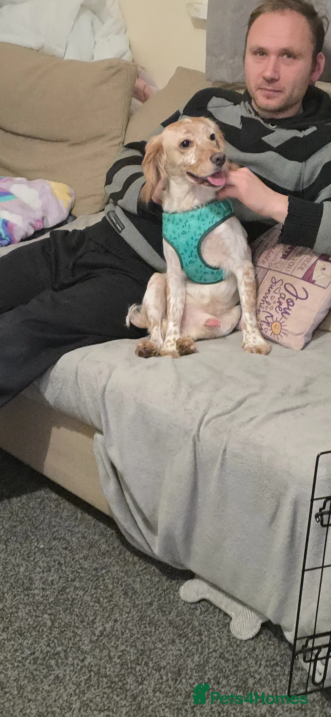 Cocker Spaniel dogs for sale: Rocky the beautiful cocker spaniel boy in Winchester - Advert 5