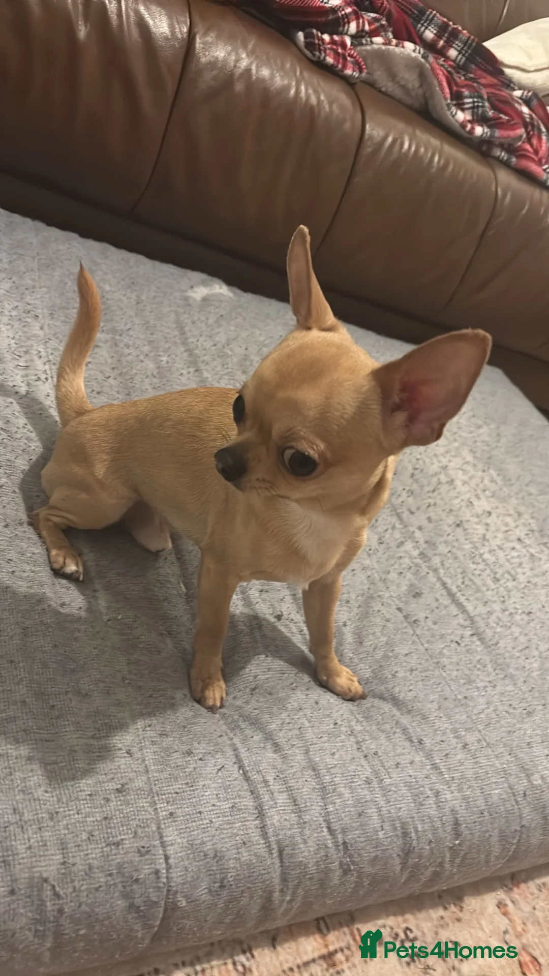 Chihuahua dogs for stud: Stud Only in Hinckley - Advert 1