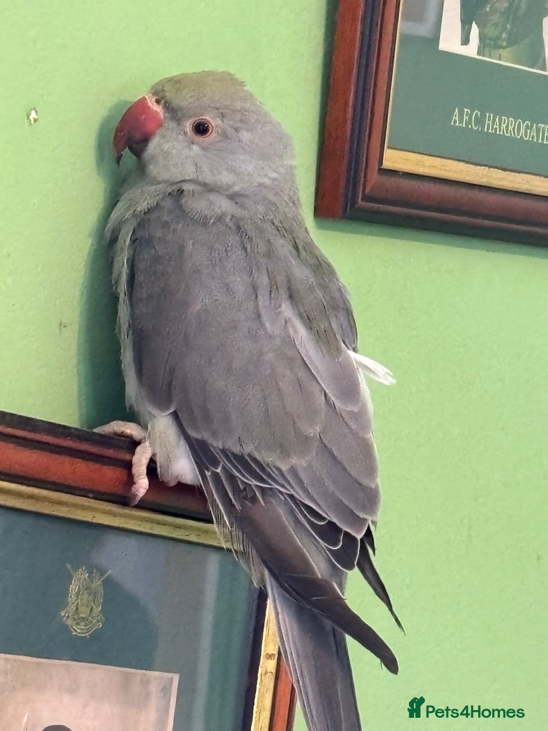Ringnecks birds for sale: 16 week old Indian grey ring neck parrot  - Image 8