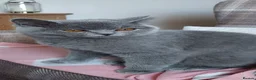 British Shorthair cats for sale: 💙GORGEOUS GCCF REGISTERED BOY💙 - Advert 3