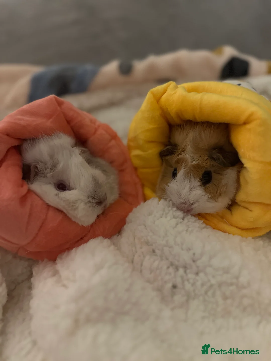 Guinea Pig rodents for sale: Darcy and Daphne - Looking for their forever home - Advert 8