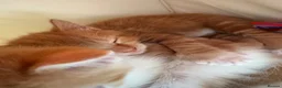 Mixed Breed cats for sale: Gorgeous ginger kittens  - Advert 24