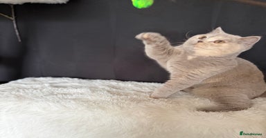 British Shorthair cats - Advert 14