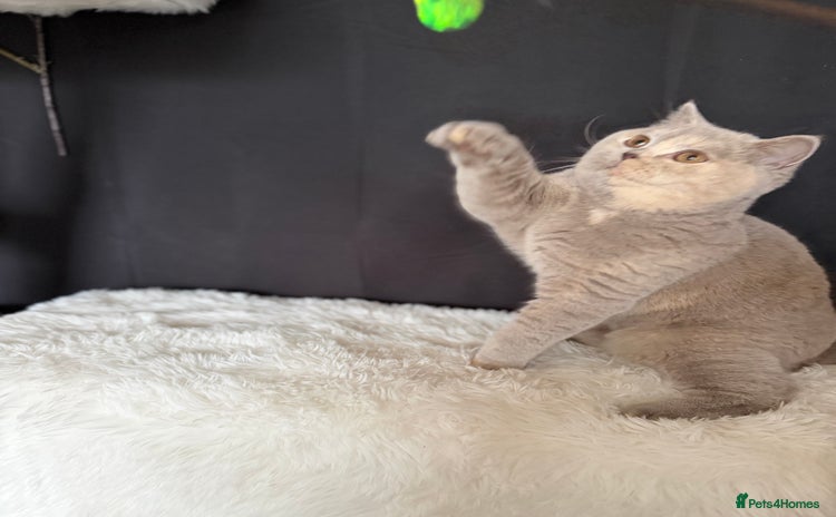 British Shorthair cats - Advert 14