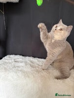 British Shorthair cats - Advert 14