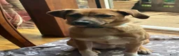 Mixed Breed dogs for adoption: Georgie Porgie 💙 in Dorchester - Advert 8