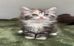 Scottish Fold cats for sale: Gorgeous fluffy Scottish Fold x DSH kittens - Image 23