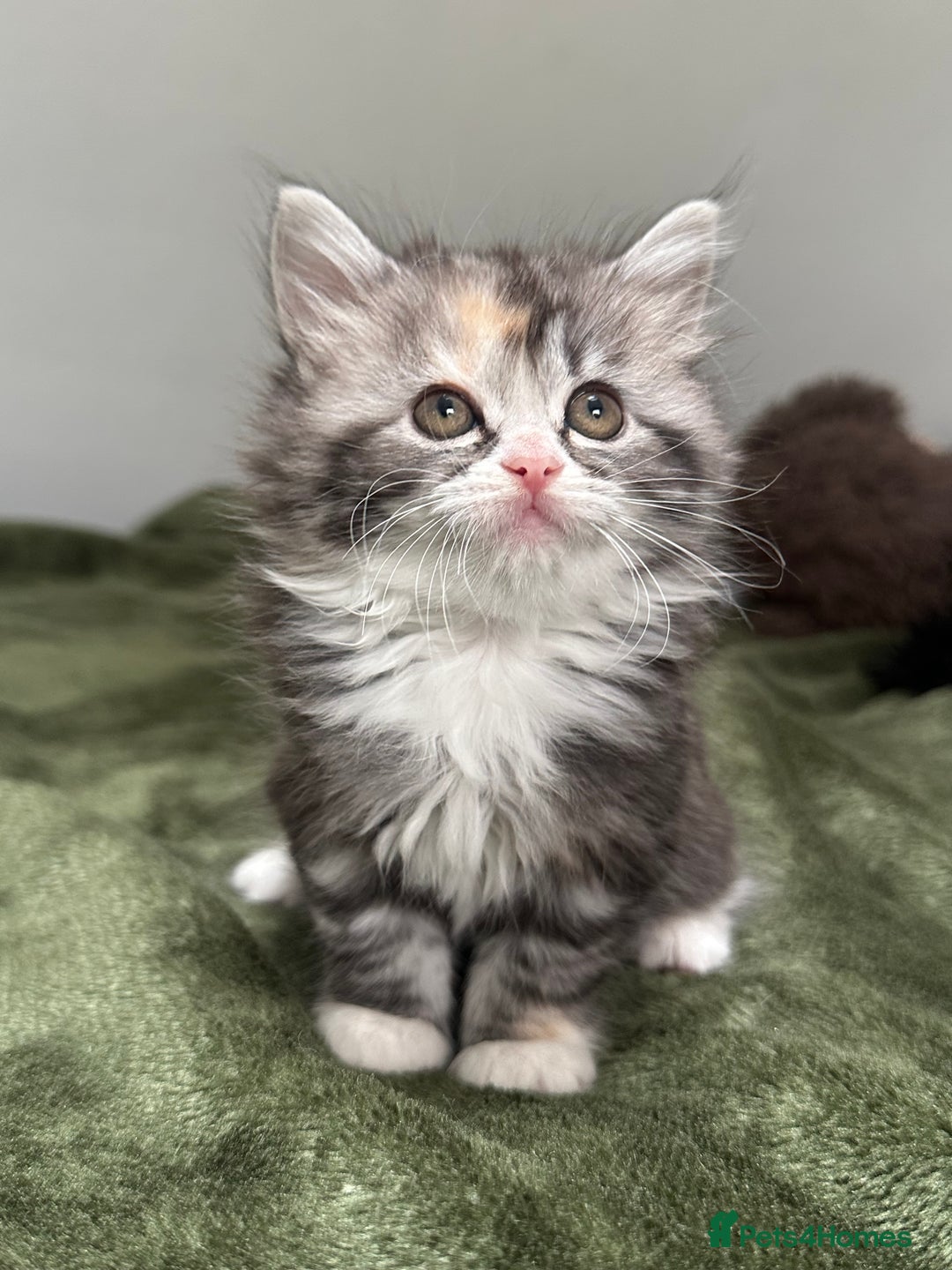Scottish Fold cats for sale: Gorgeous fluffy Scottish Fold x DSH kittens - Image 23