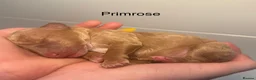 Labradoodle dogs for sale: 🐾 Beautiful F1B Miniature Labradoodle Puppies 🐾 - Advert 17