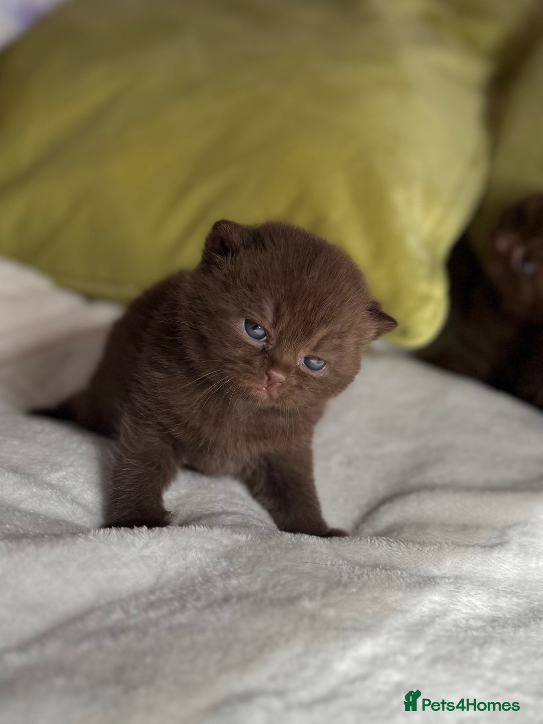 British Shorthair cats for sale: 🇬🇧✅BSH chocolate boys ⭐️GCCF💎last 2 left 🍩 - Image 15