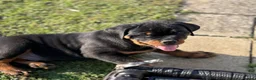 Rottweiler dogs for sale: KC Registered Rottweiler Puppies - Advert 13