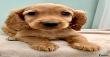Cockapoo dogs - Advert 6