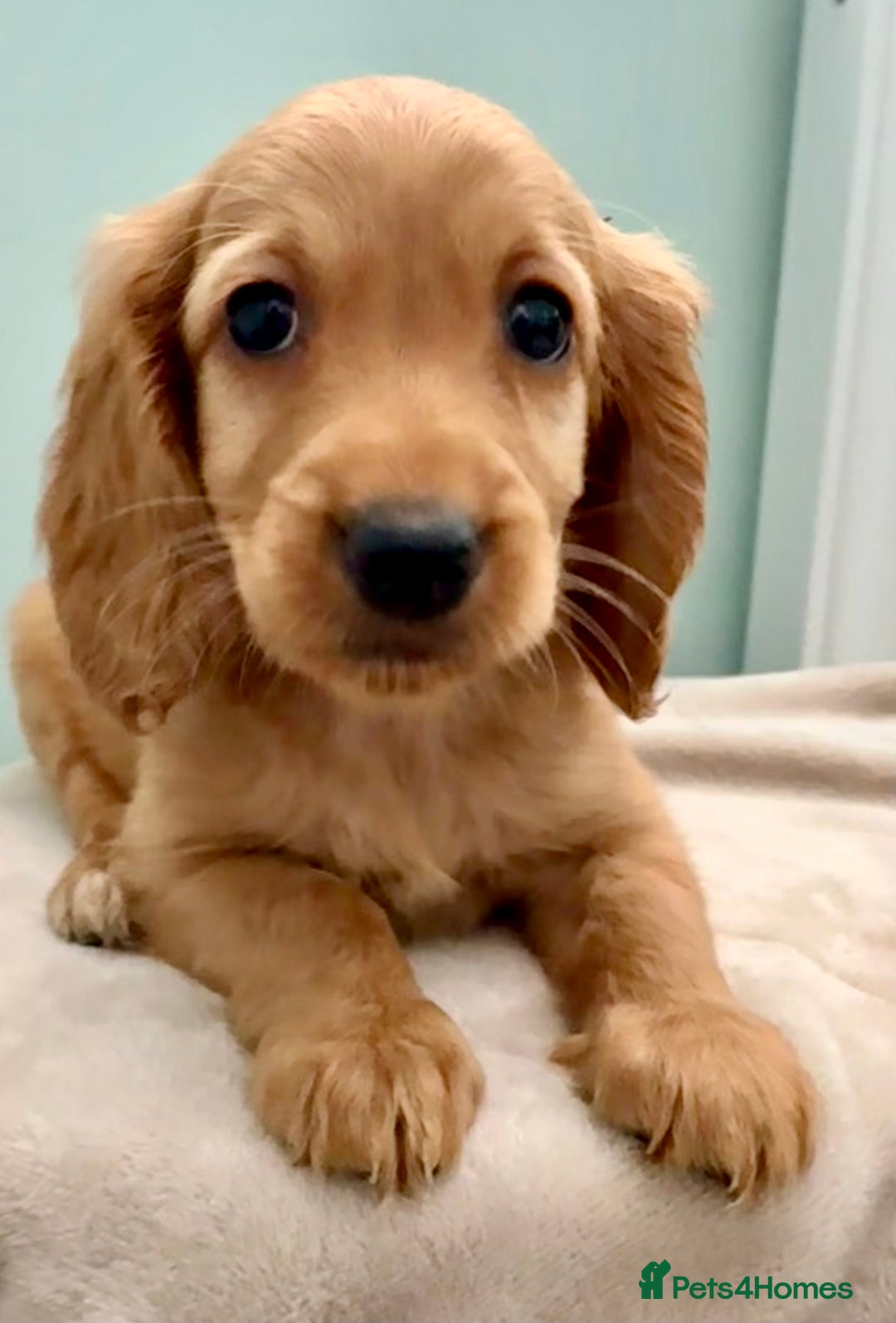 Cockapoo dogs for sale: ONLY 3 RED/WHITE COCKAPOO PUPPIES LEFT - Image 1
