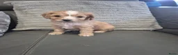 Cavapoo dogs for sale: F1 Cavapoo's  - Advert 23
