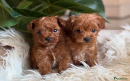Maltipoo dogs for sale: Adorable Maltipoo Puppies for Sale! 🐾❤️ - Image 4