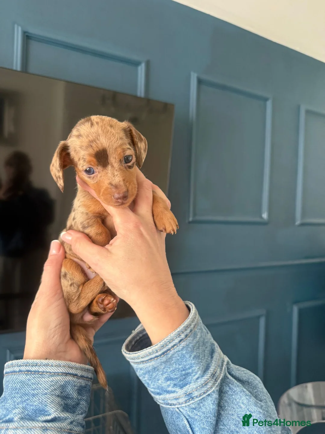 Miniature Dachshund dogs for sale: Stunning Miniature Daschunds  - Advert 5