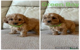 Cavapoo dogs for sale: Beautiful Cavapoo Puppy’s  - Advert 3