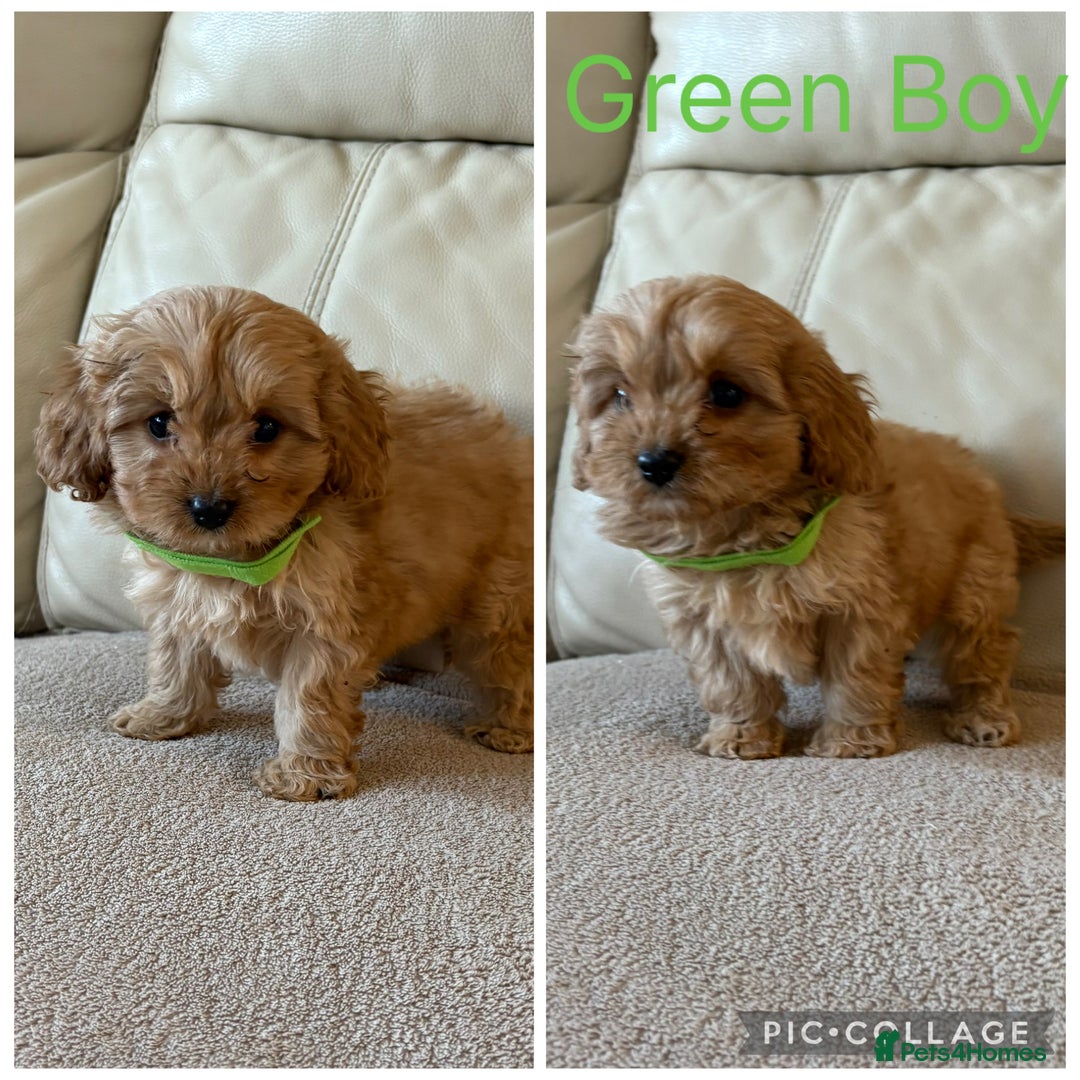 Cavapoo dogs for sale: Beautiful Cavapoo Puppy’s  - Advert 3