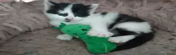 Mixed Breed cats for sale: 3 gorgeous kittens looking for forever home - Advert 20