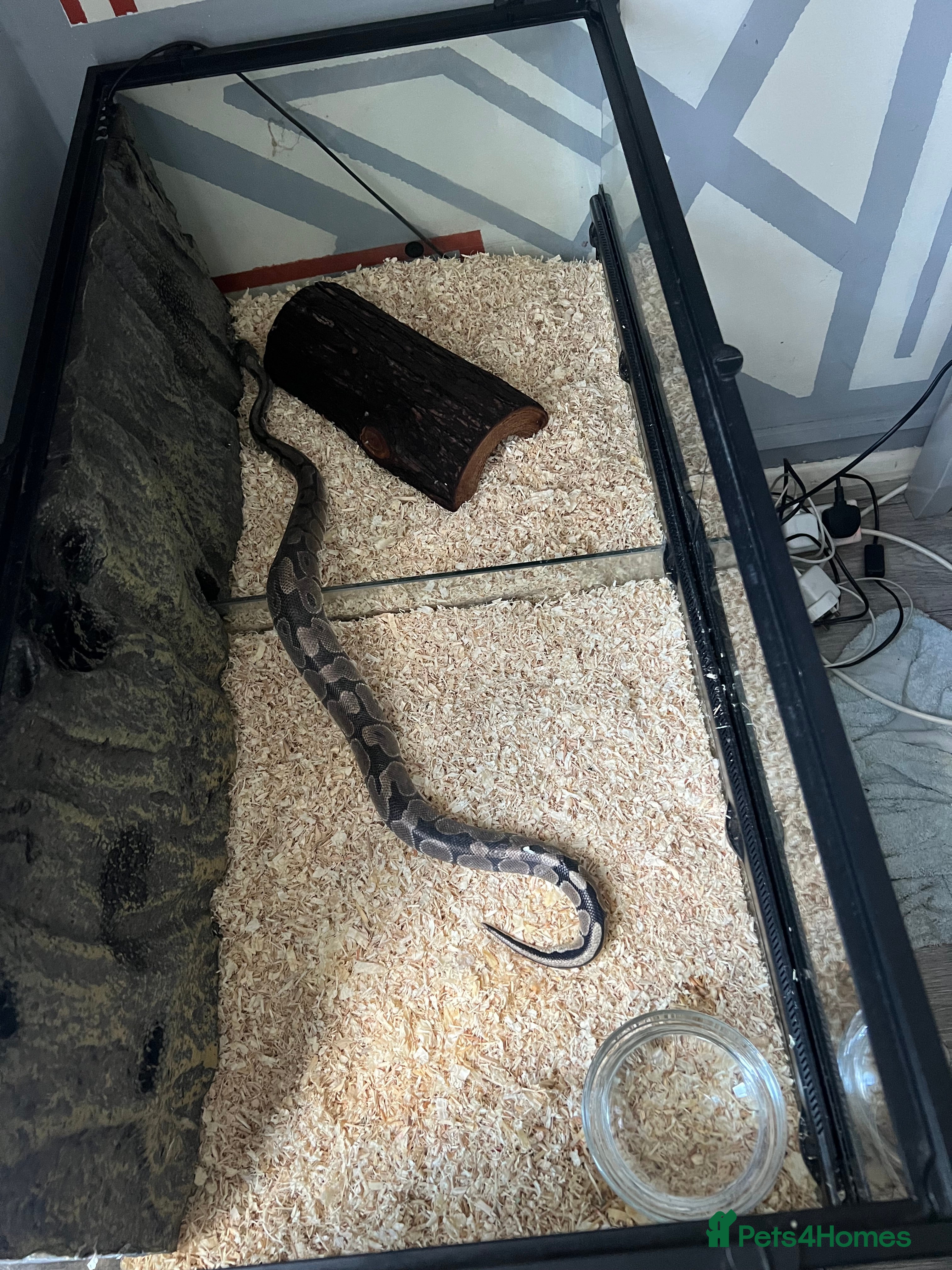 Python Snake reptiles Friendly Female Ball Pytho, Full Viv & feeding box - Advert 6