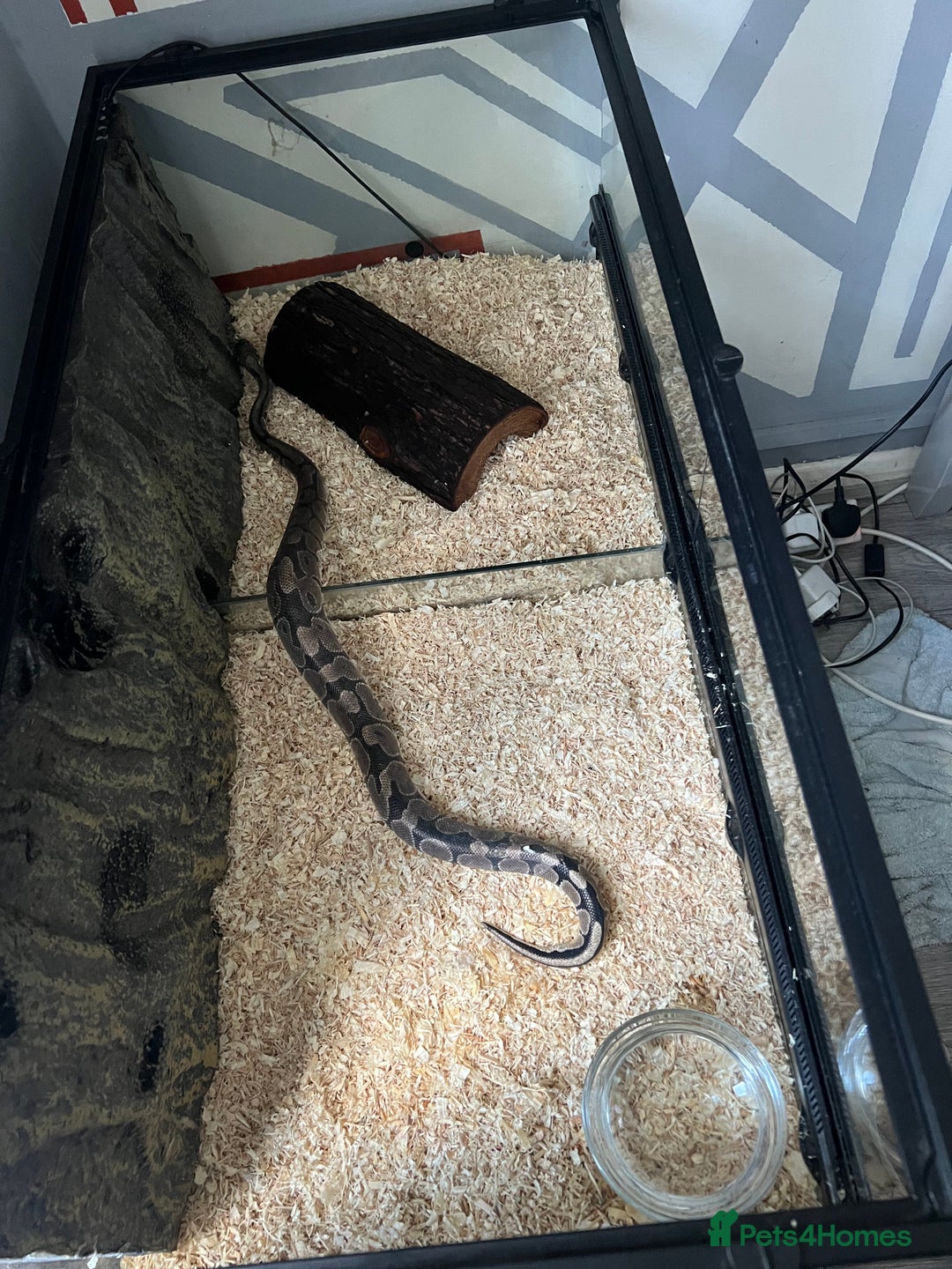 Python Snake reptiles for sale: Friendly Female Ball Pytho, Full Viv & feeding box - Image 1