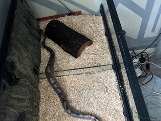 Python Snake reptiles - Advert 15