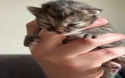 Siberian cats for sale: Exceptional Siberian Kittens - Waiting List Open - Image 10
