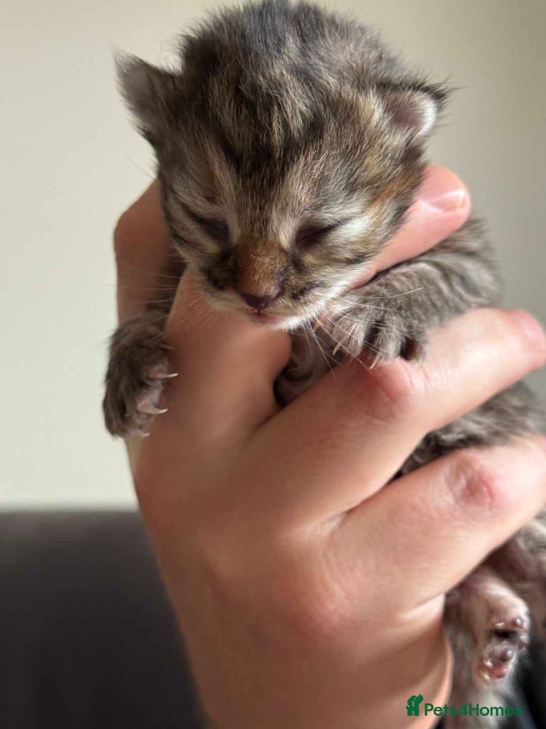 Siberian cats for sale: Exceptional Siberian Kittens - Waiting List Open - Image 10