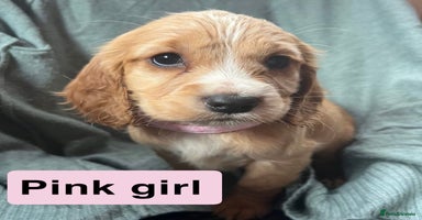 Cocker Spaniel dogs - Advert 5