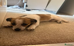 Mixed Breed dogs for sale: Jack Russell Chihuahua Puppy🐾 - Image 4