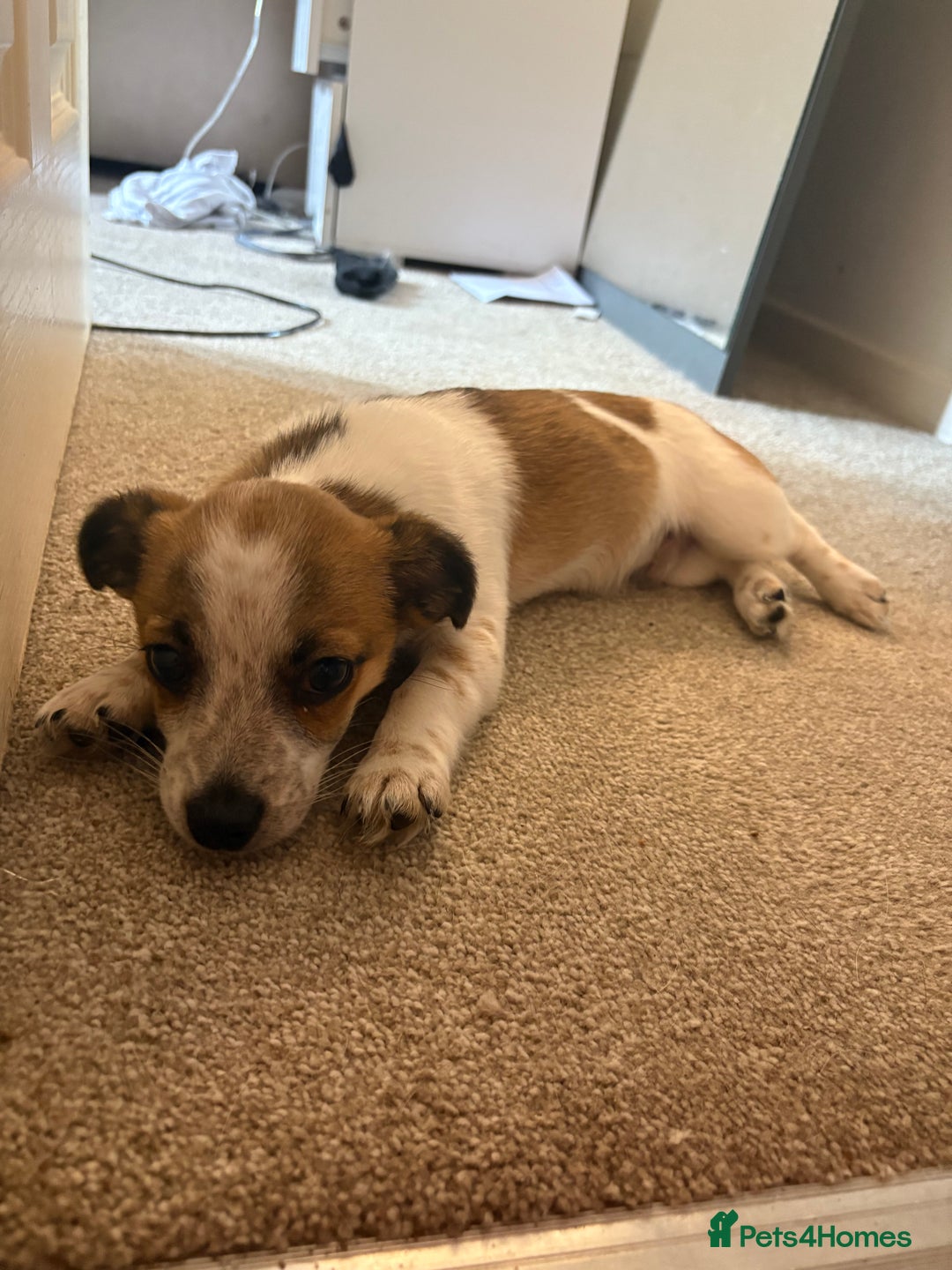 Mixed Breed dogs for sale: Jack Russell Chihuahua Puppy🐾 - Image 4