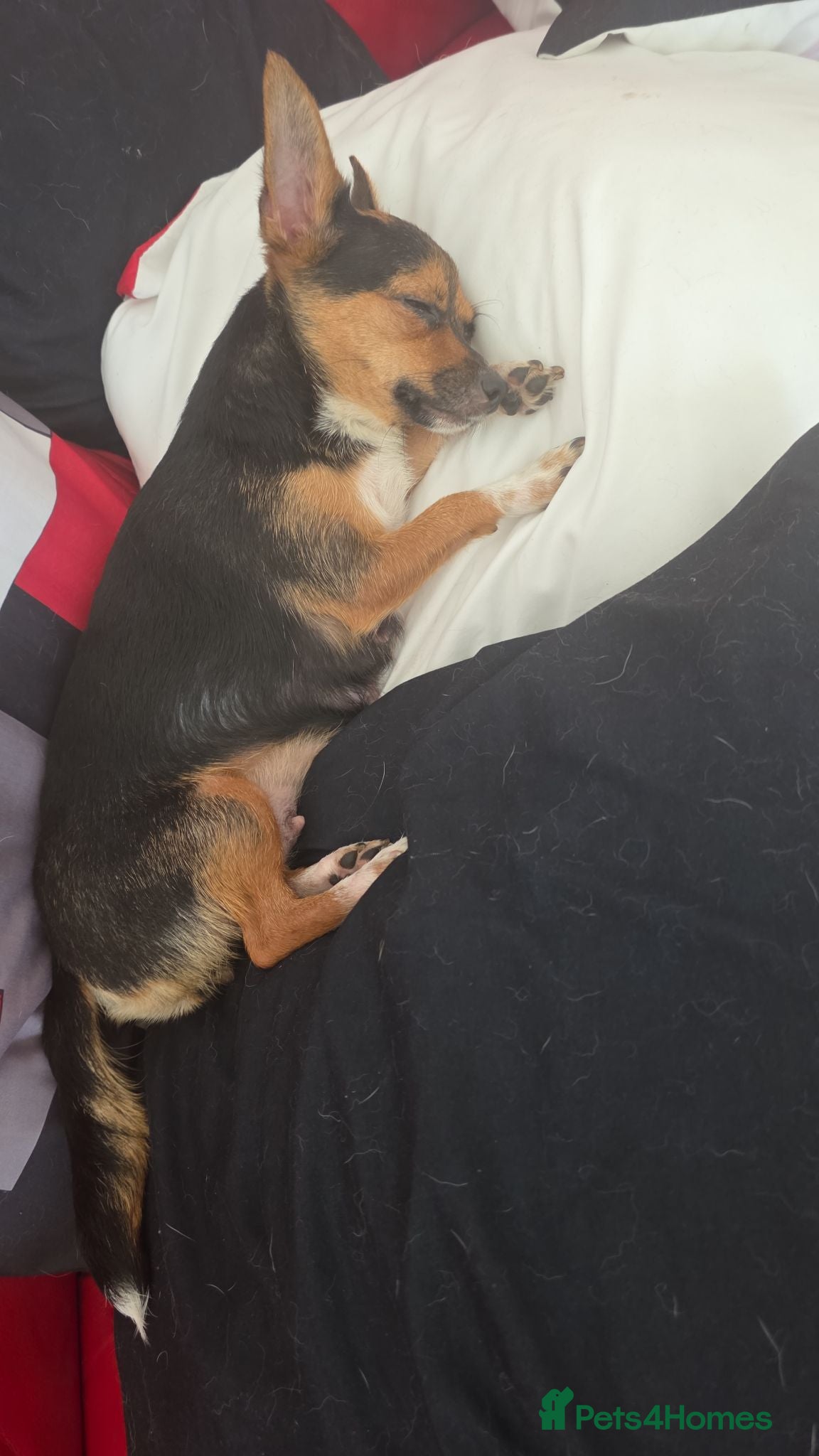 Chihuahua dogs Puppys - Advert 1
