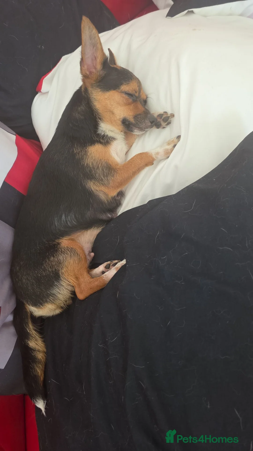 Chihuahua dogs for sale: Puppys in Wigan - Advert 1