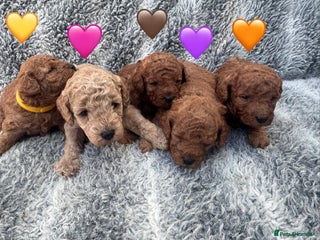 Cavapoo dogs F1b Teddy bear cavapoos Red & Apricot ❤️🧡 - Advert 6