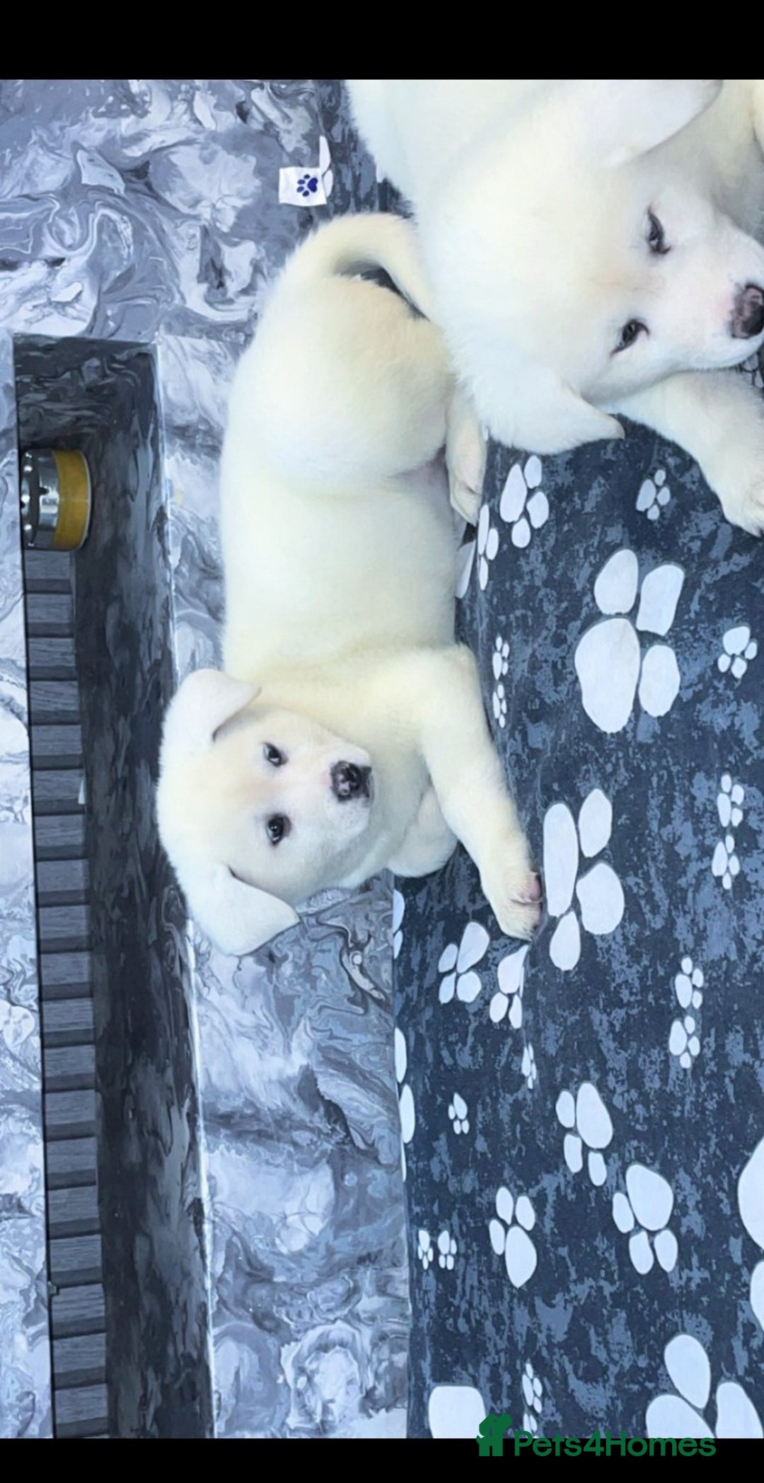 Japanese Akita Inu dogs for sale: Japanese Akita Inu Puppies  - Advert 3