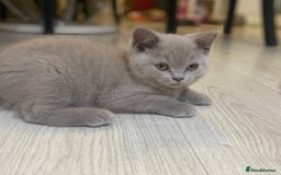British Shorthair cats for sale: 👑ROYALBLESS STUNNING LILAC BRITISH SHORTHAIR  - Image 37