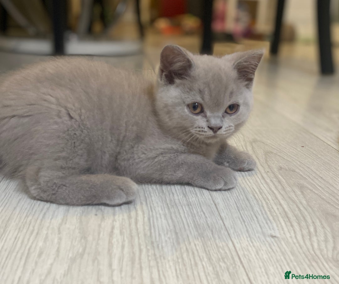 British Shorthair cats for sale: 👑ROYALBLESS STUNNING LILAC BRITISH SHORTHAIR  - Image 37