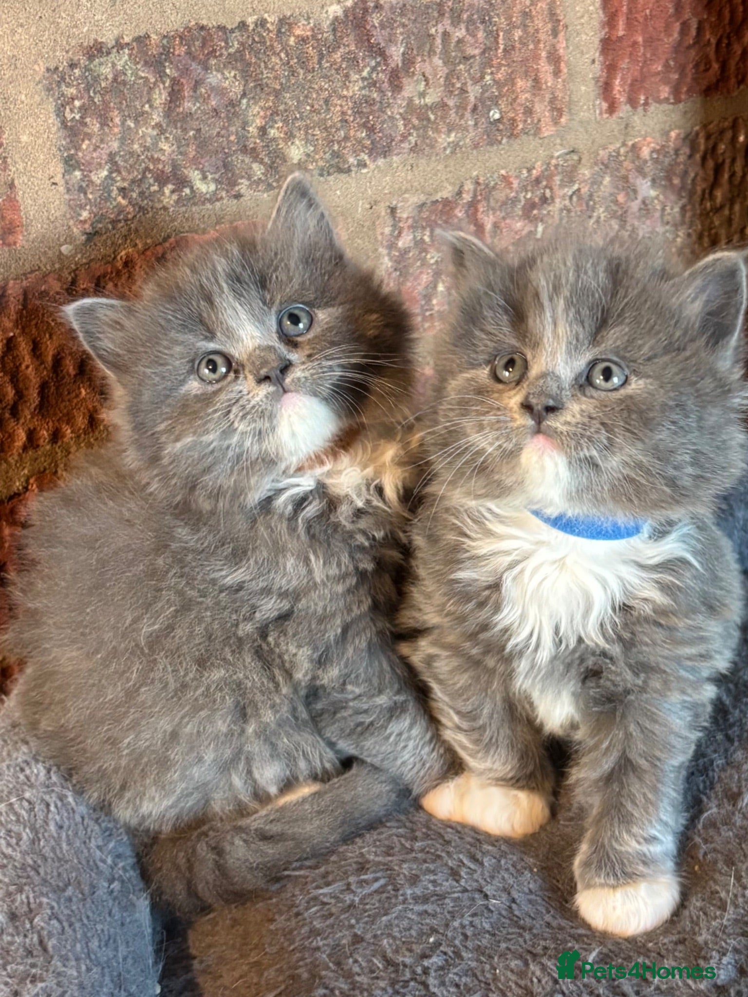 British Shorthair cats Ragdoll x British shorthair - Advert 1