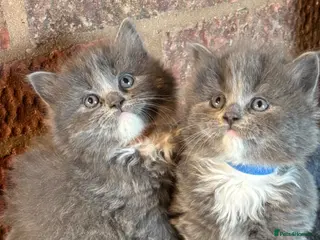 British Shorthair cats Ragdoll x British shorthair - Advert 1