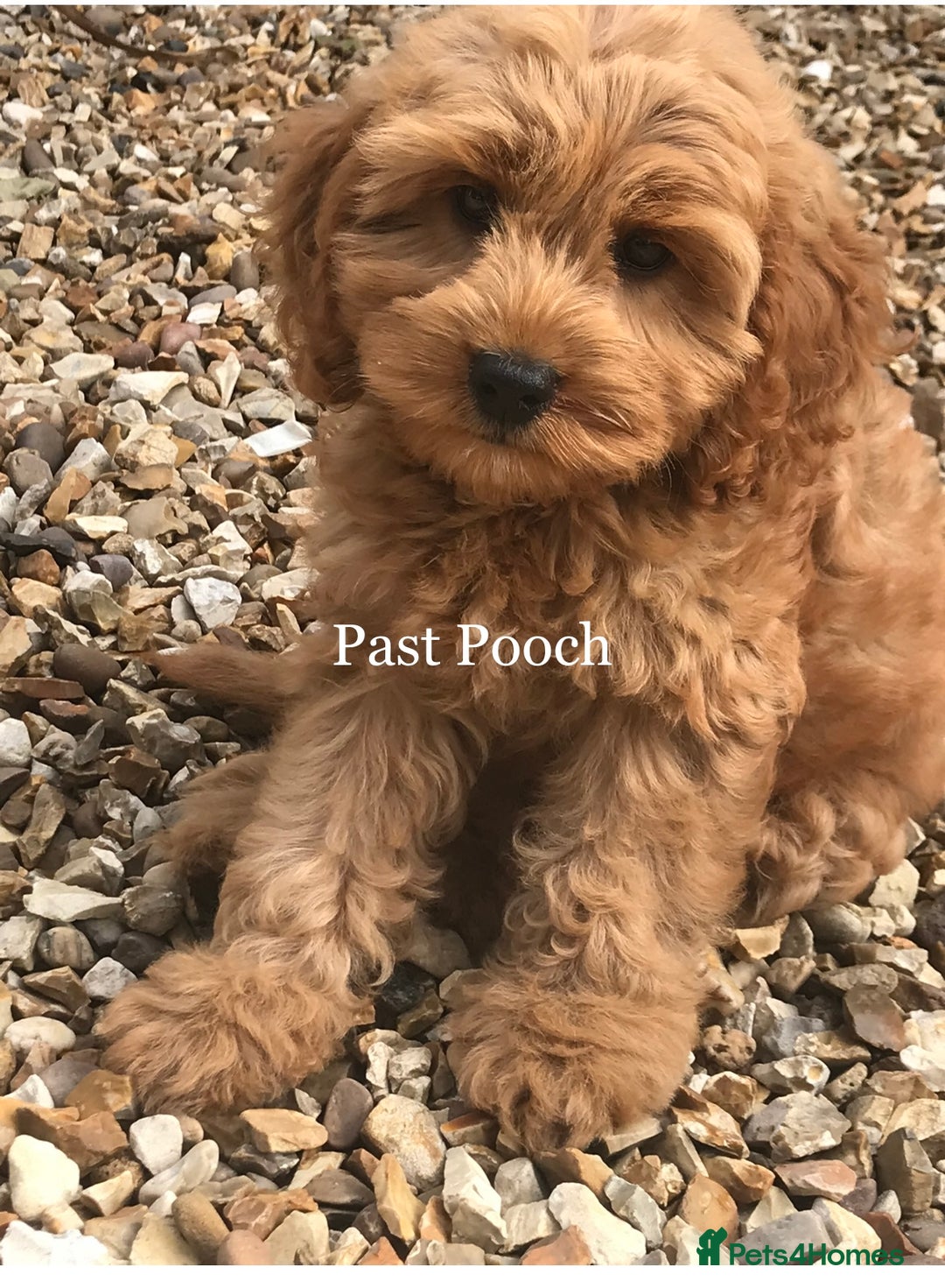 Cockapoo dogs for sale: F1 Cockapoo’s DNA Health Tested Parents - Image 19