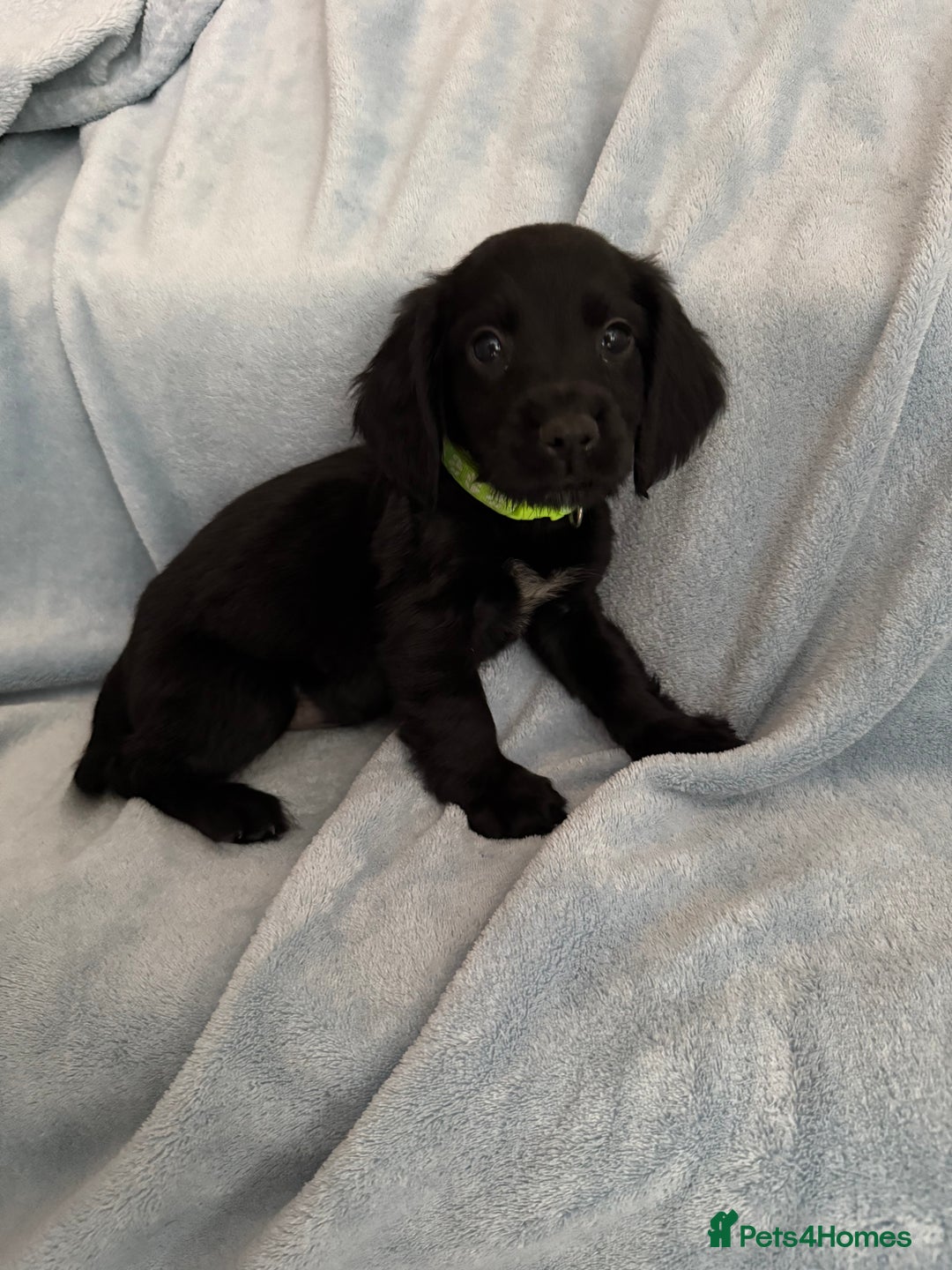 Cocker Spaniel dogs for sale: Ready to leave! 7 beautiful cocker spaniel pups in Hornchurch - Image 17