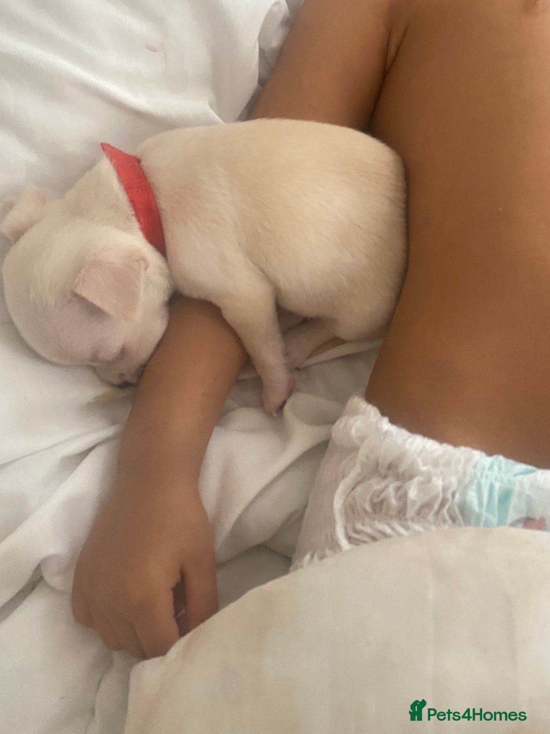 Chihuahua dogs for sale: CHIHUAHUA PUPPIES 2 BOYS 2 GIRLS READY TO LEAVE - Advert 7