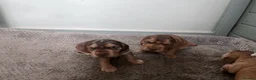 Cocker Spaniel dogs for sale: Gorgeous KC Reg Show Cocker Spaniels in Lancaster - Advert 15
